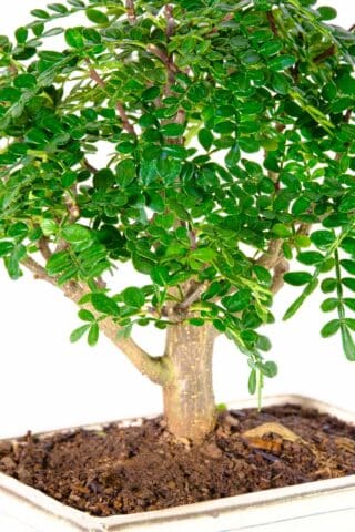 Miniature aromatic pepper tree bonsai for sale