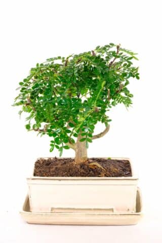 Cute Pepper indoor bonsai for beginners