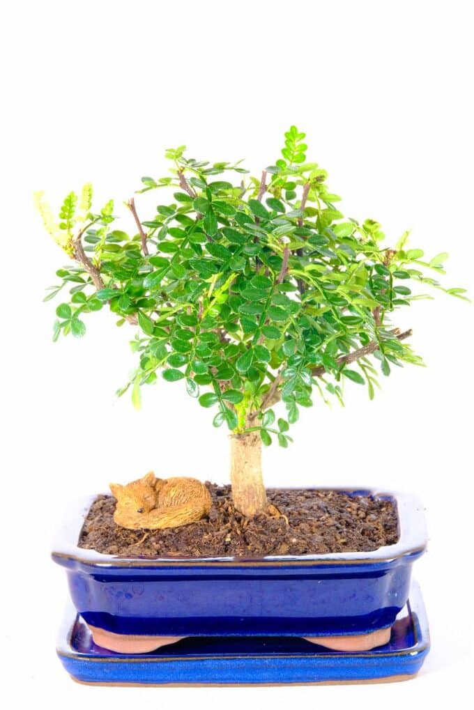 Aromatic bonsai with cute fox cub