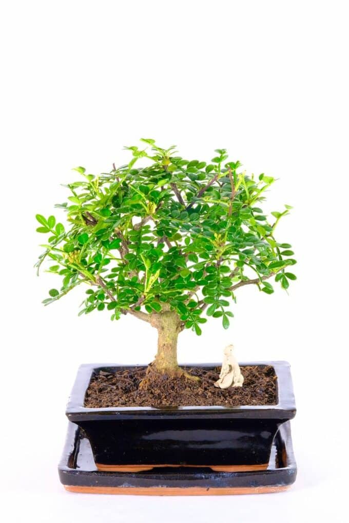 Adorable mini fragrant bonsai for sale