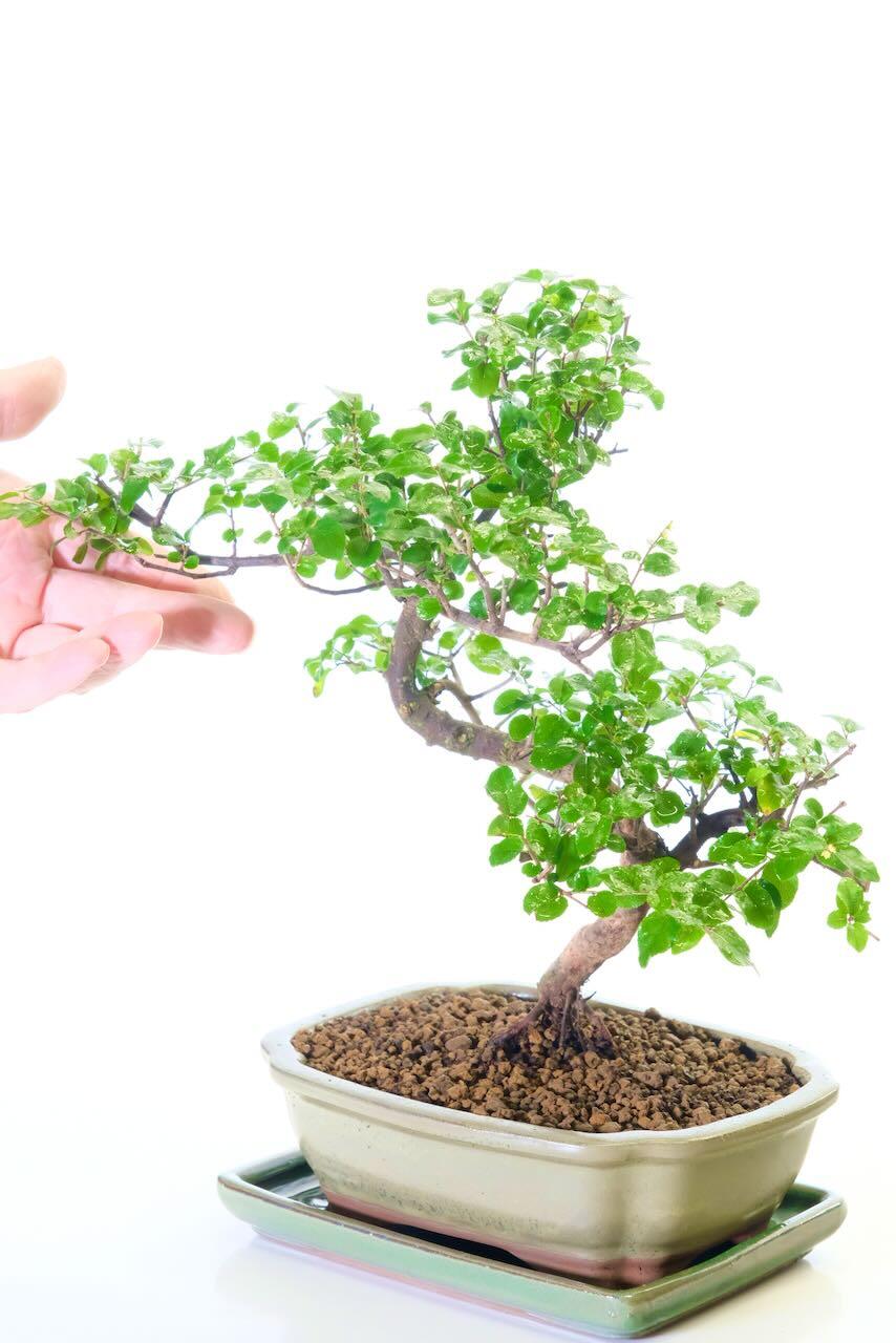 Top quality bird plum bonsai tree