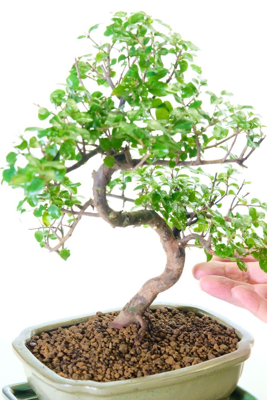 Free flowing Sageretia bonsai tree for sale