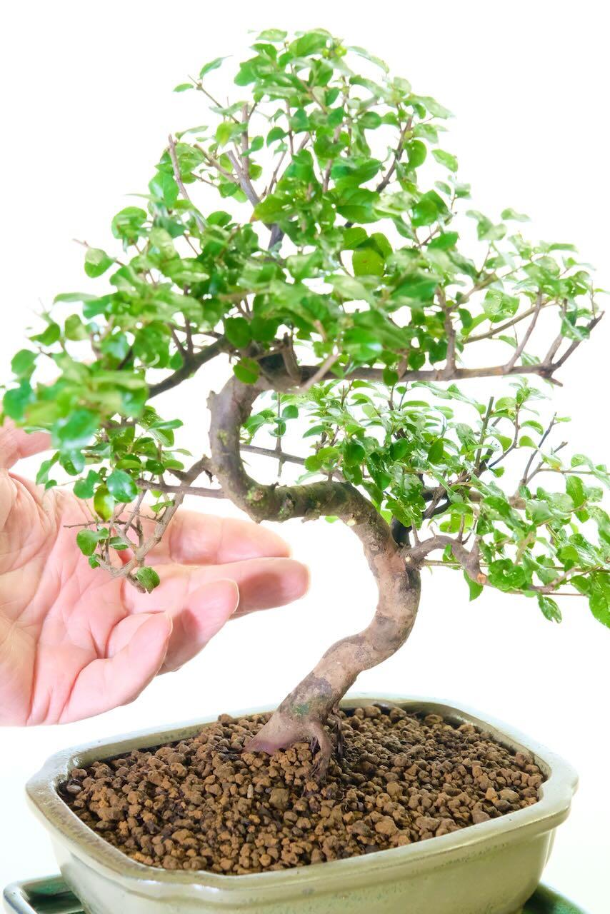 Quality Sageretia Bonsai Tree | Exceptional Fruiting Sweet Plum in Silvery-Green Glazed Pot