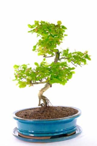 An elegant Bonsai with loads of character