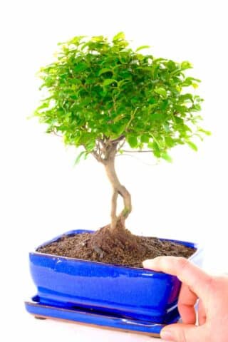 Pretty elegant fruiting sweet plum bonsai in blue pot