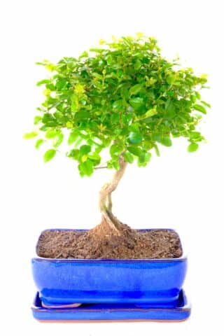 Absolutely beautiful stylish little fruiting bonsai
