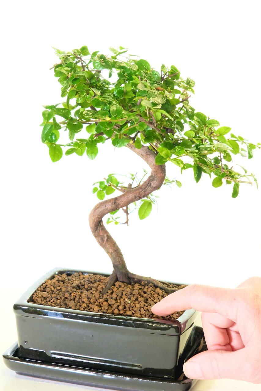 The movement in the Trunk of this Sageretia bonsai tree is exceptional