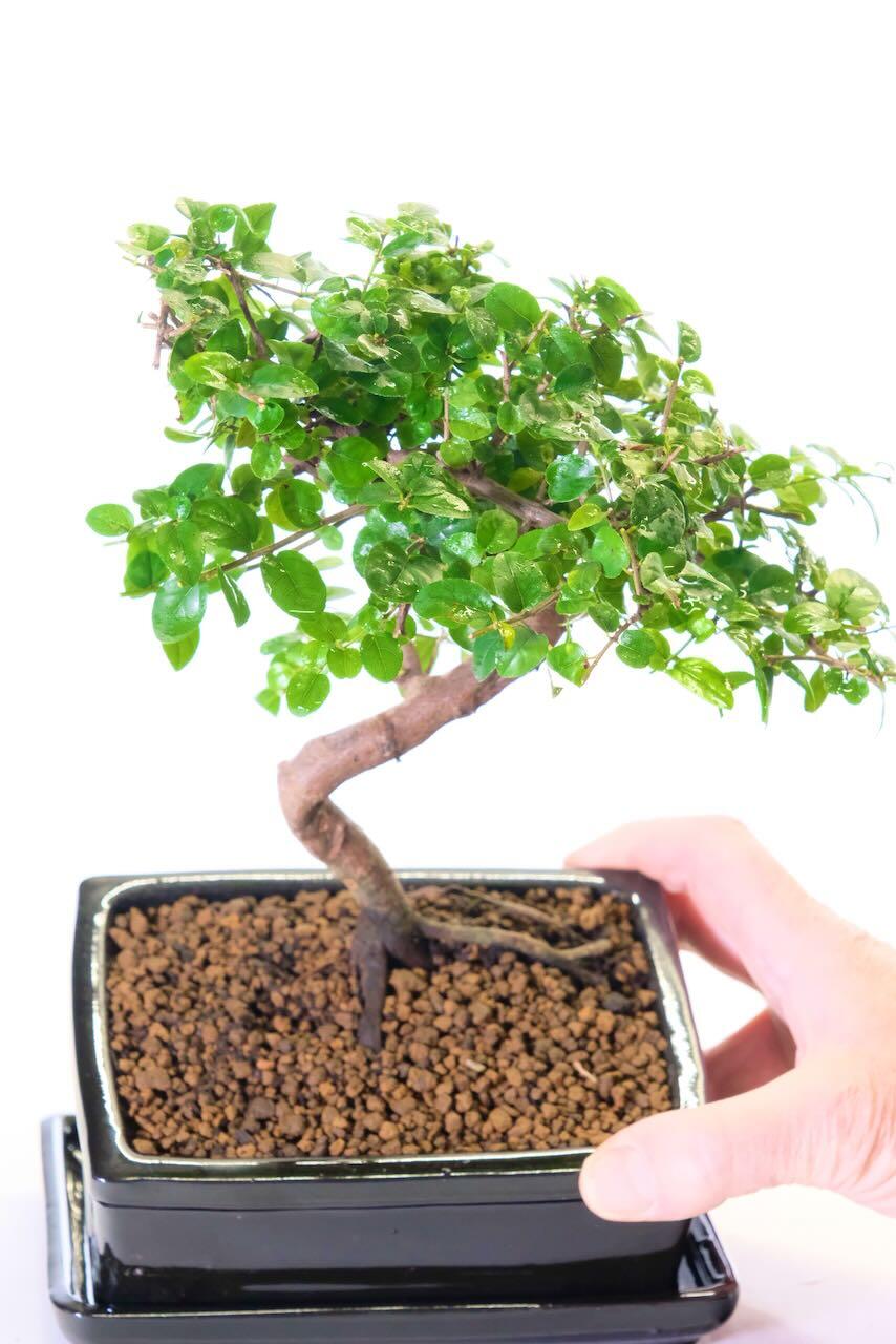Adorable Miniature Indoor Bonsai Tree