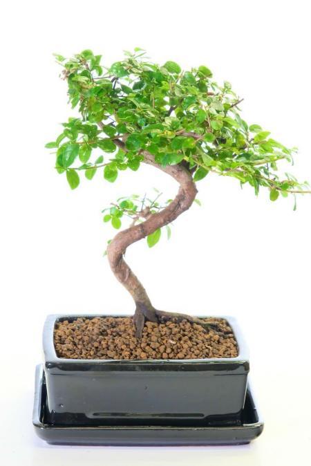 Miniature Fruiting Sweet Plum Indoor Bonsai Tree with Wonderful Features