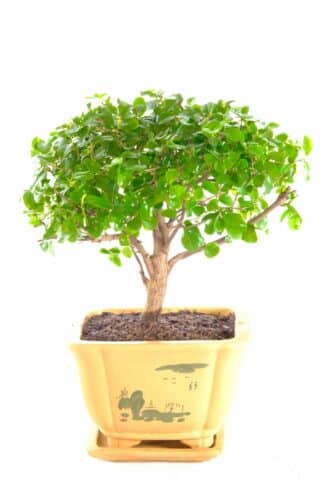 Traditional tree style bonsai in Chinese embossed pot