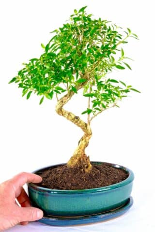 Sensational series foetida - tree of a thousand stars bonsai for indoors