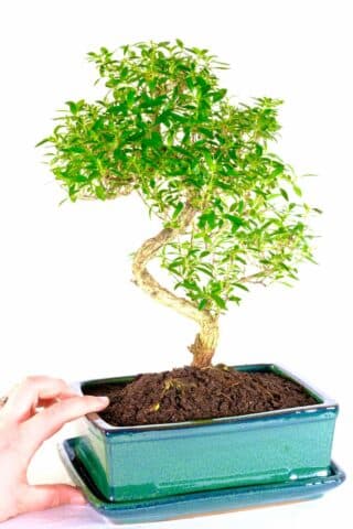 Serissa foetida - excellence range bonsai in forest green pot