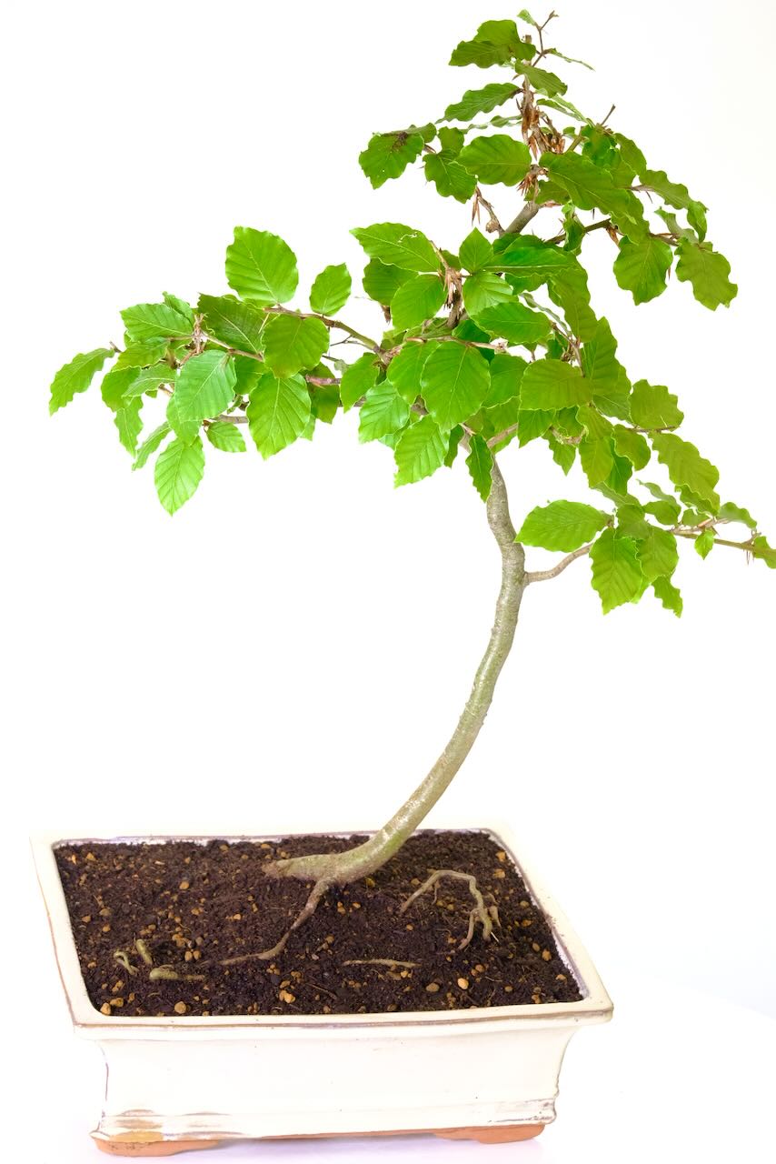 Embrace elegance with our 14-year-old Large Beech Bonsai – its graceful, slender trunk and textured bark create a captivating display.