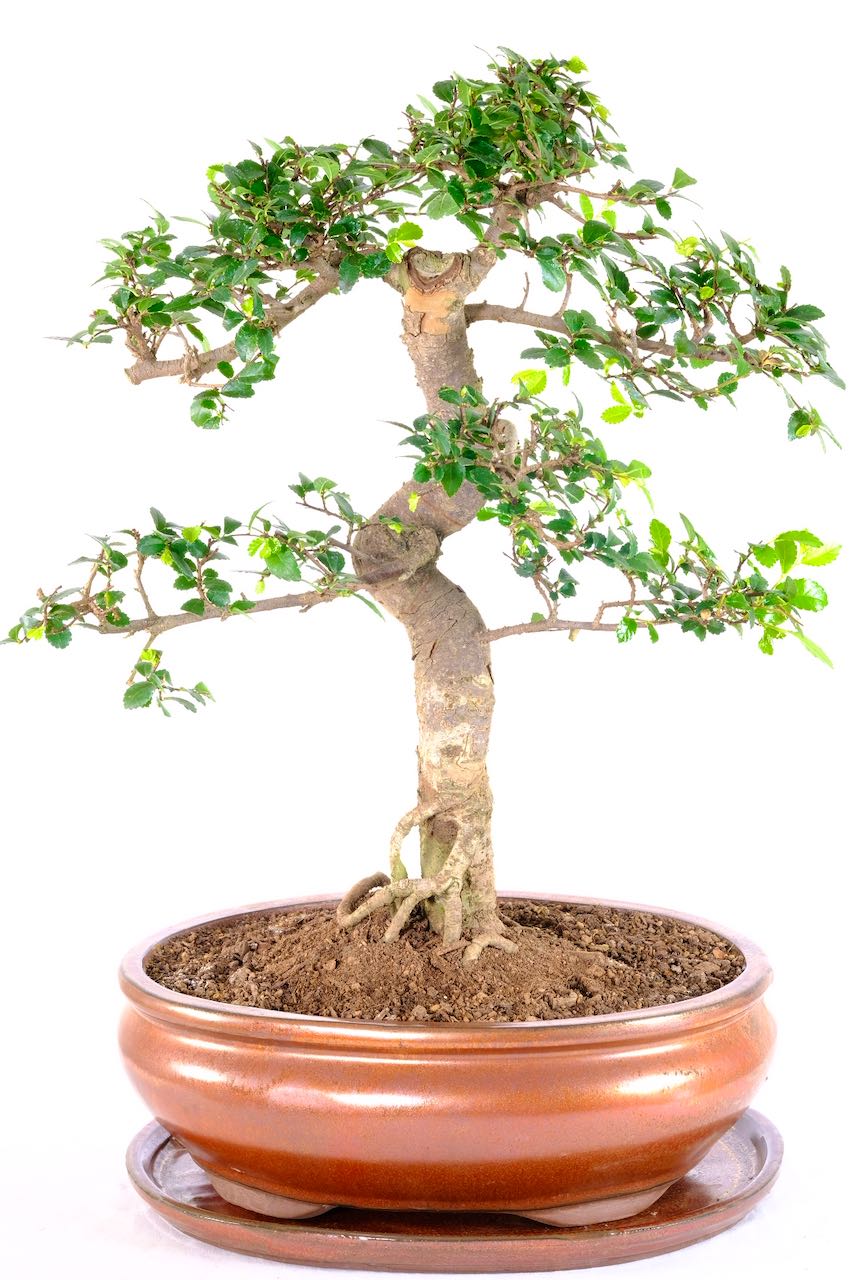 Craggy and Characteristic Large Indoor Chinese Elm Bonsai UK