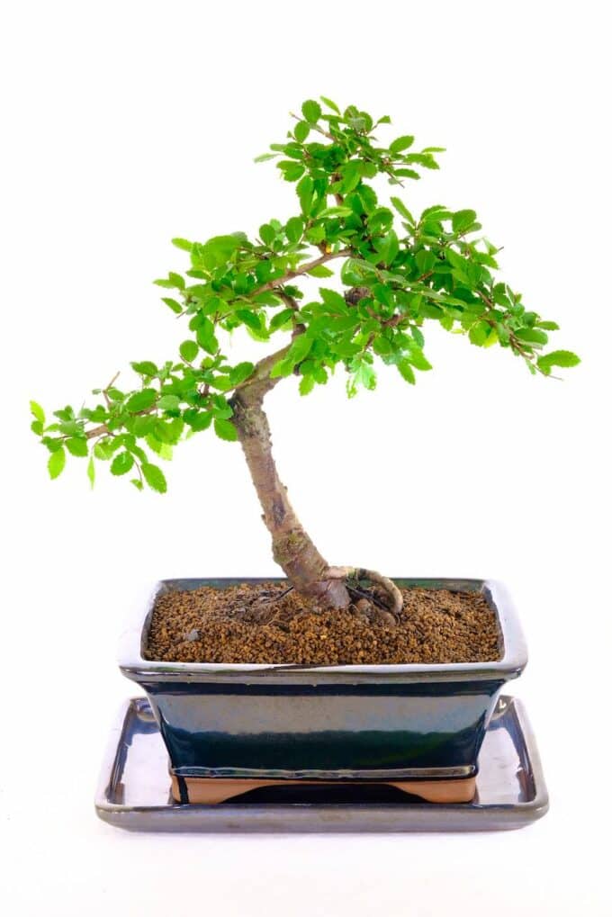 Exceptional sweeping Chinese elm beginner bonsai in contemporary black pot