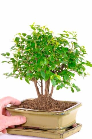 Very tasteful bonsai copse in olive green pot