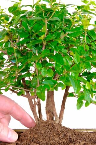 Striking sageretia theezans mini forest bonsai for sale