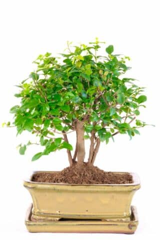 Astounding dwarf bonsai tree copse design