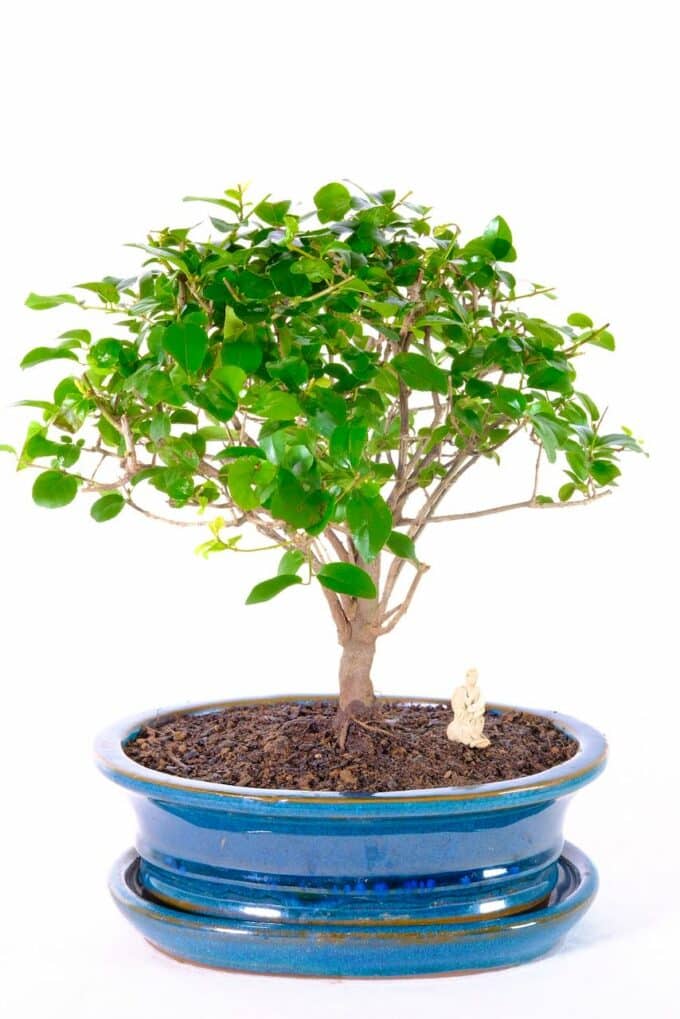 Woodland-style Sweet Plum bonsai for sale UK
