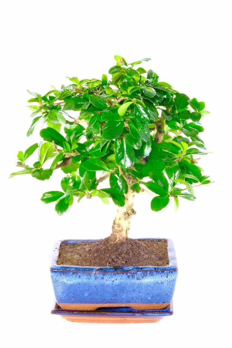 Larger Woodland Style Fukien Tea Tree Indoor Bonsai