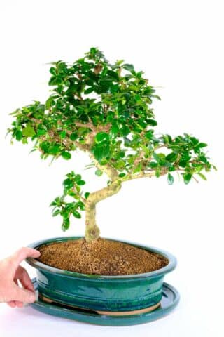 A truly captivating and majestic Tea tree - Carmona for sale