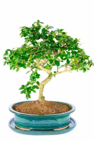 Supreme extra large flowering beginners indoor bonsai