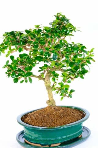 Specimen range Fukien tea tree in festive green pot