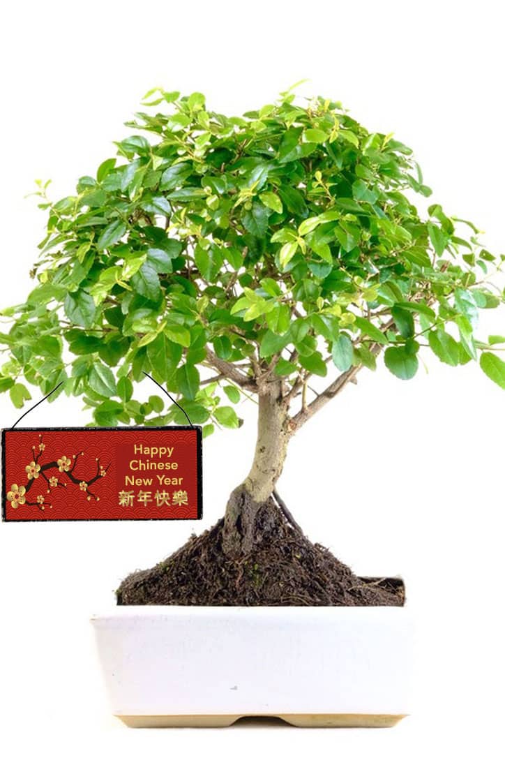 Chinese New Year Tree Fruiting Beginners Indoor Bonsai