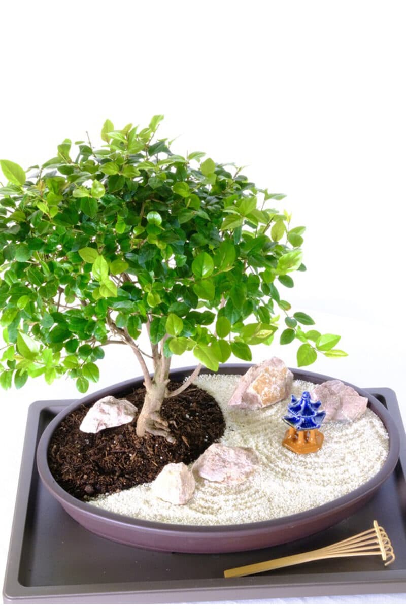 Mini Zen Garden | Bonsai Tree Zen Garden - Ideal for desk