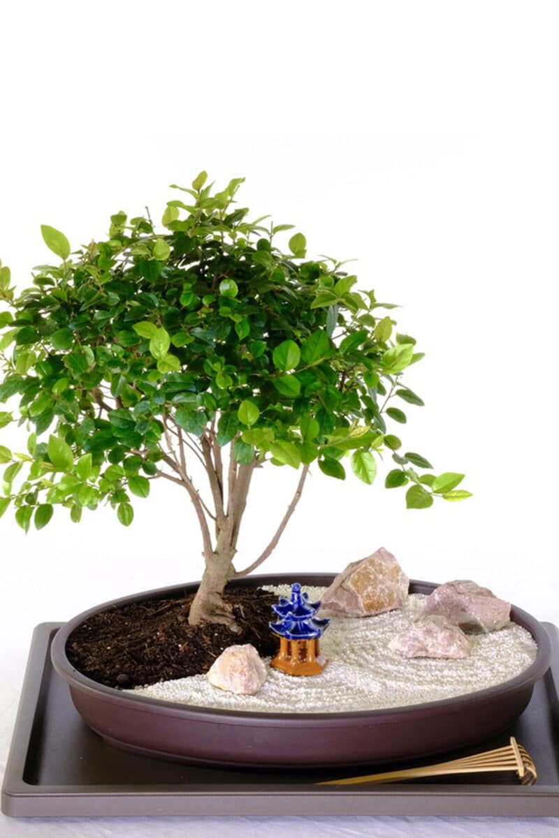 Mini Zen Garden | Bonsai Tree Zen Garden - Ideal for desk