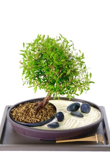 Zen Indoor Bonsai Garden for Sale - Harmony