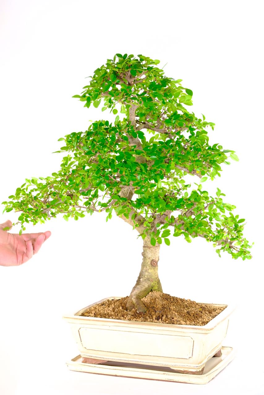 23 year ExtraLarge Indoor Chinese Elm Bonsai Specimen Tree UK
