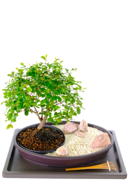 ZEN JAPANESE BONSAI GARDEN - PEACE