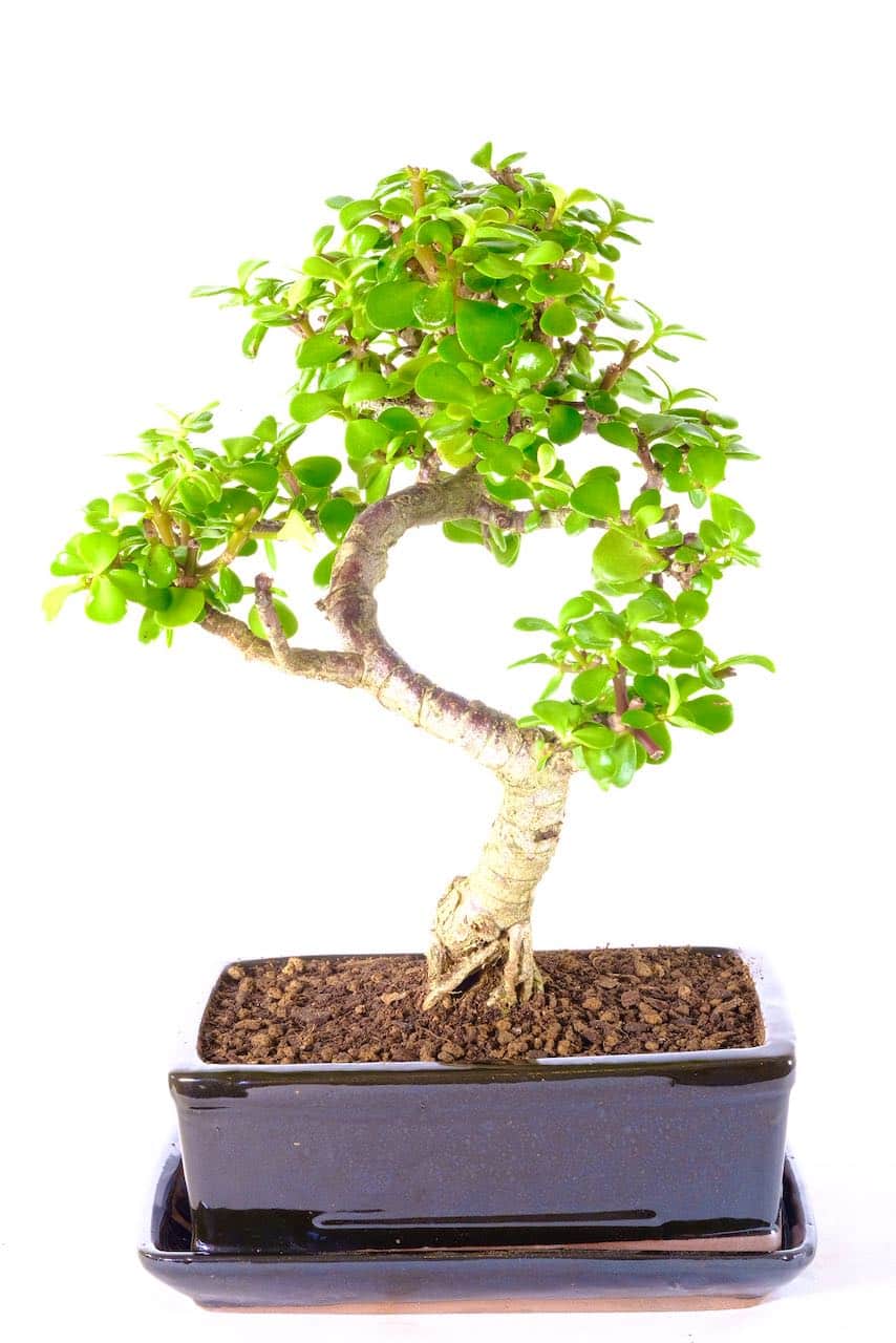 Sensational Premium Jade Tree Bonsai Money tree for Luck & Prosperity