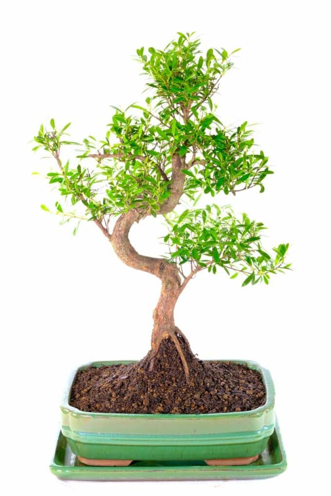 Impressive Oriental Myrtle bonsai for sale uk
