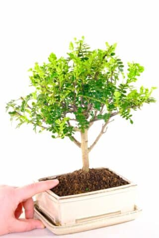 A dwarf Pepper tree bonsai with dainty miniature proportions