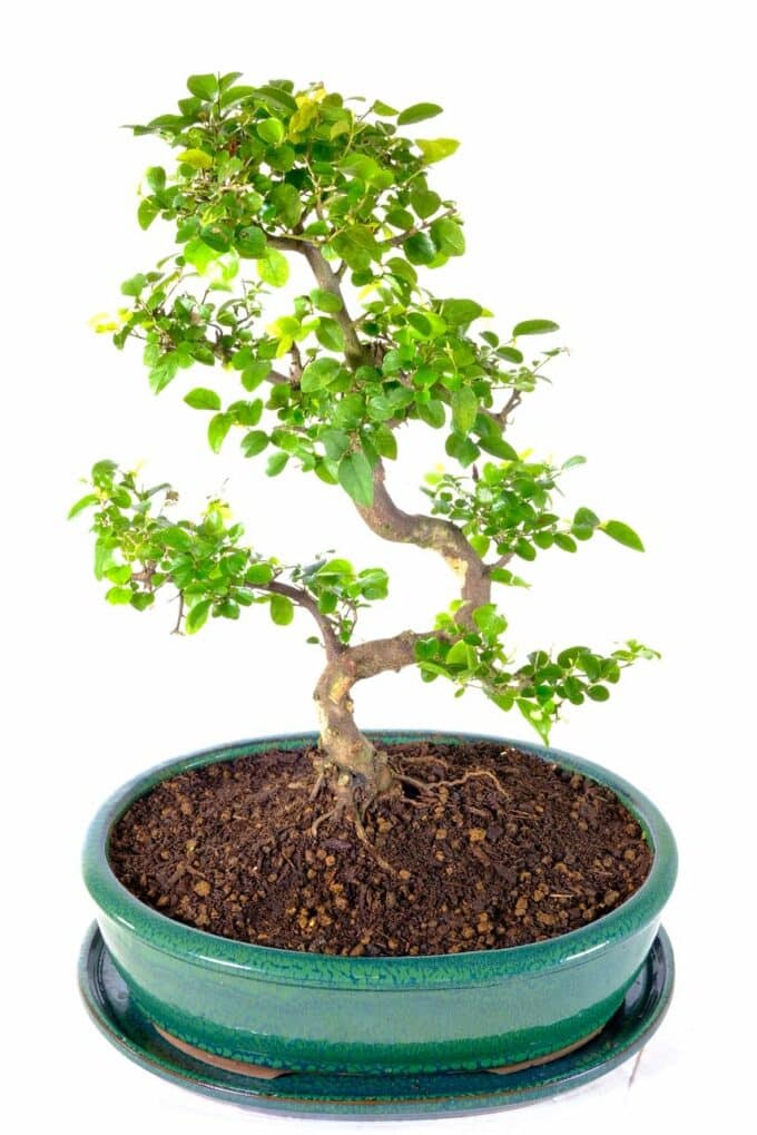 Beautiful Chinese Sweet Plum bonsai for sale UK