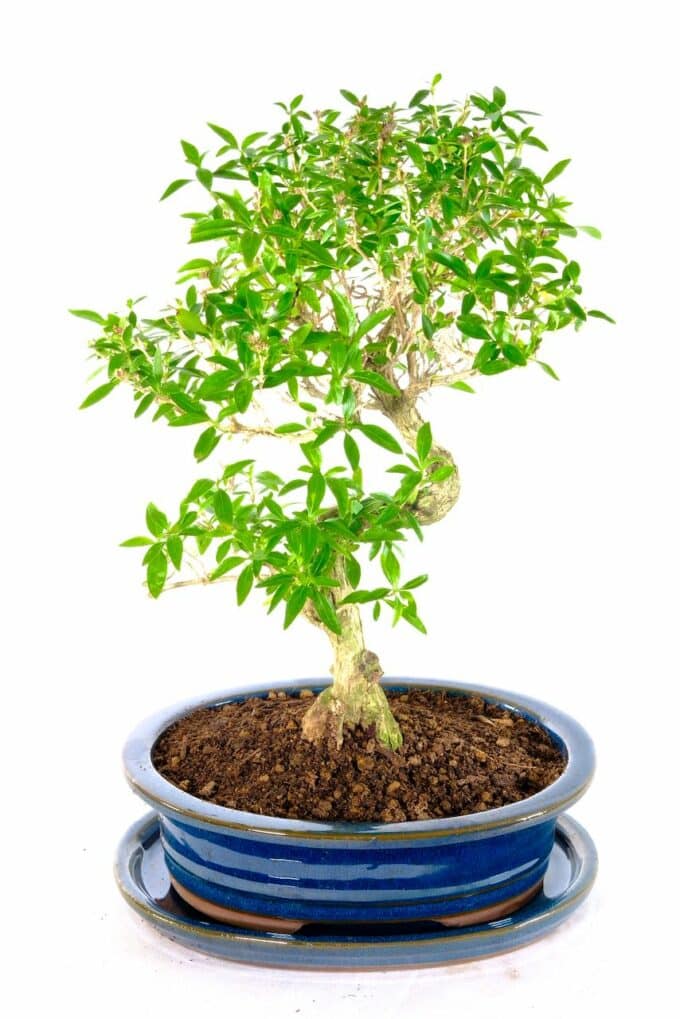 Phenomenal Tree of a Thousand Stars bonsai for sale UK