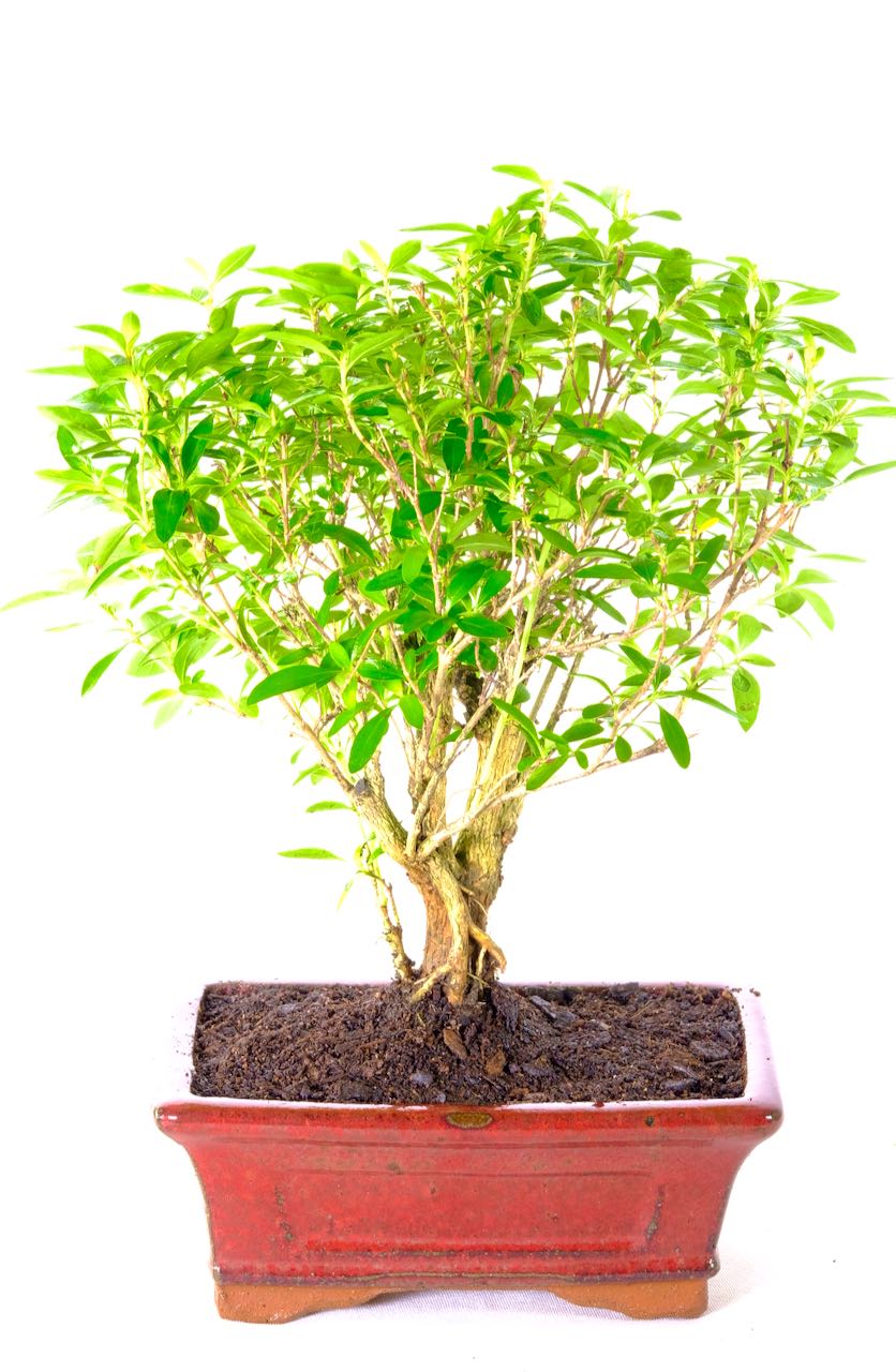 Beautiful Serissa bonsai for sale with small white flowers