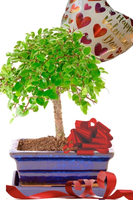 Woodland-Style Valentines Day Chinese Elm bonsai UK