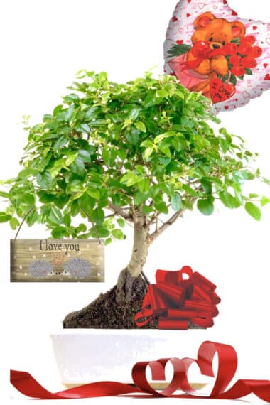 Adorable Chinese Sweet Plum fruiting valentines bonsai gift