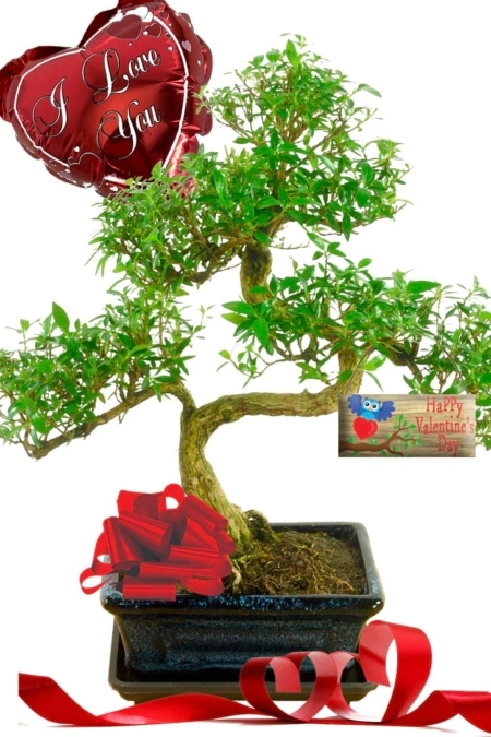 Shapely Tree of a Thousand Stars Bonsai Valentines Day Gift UK