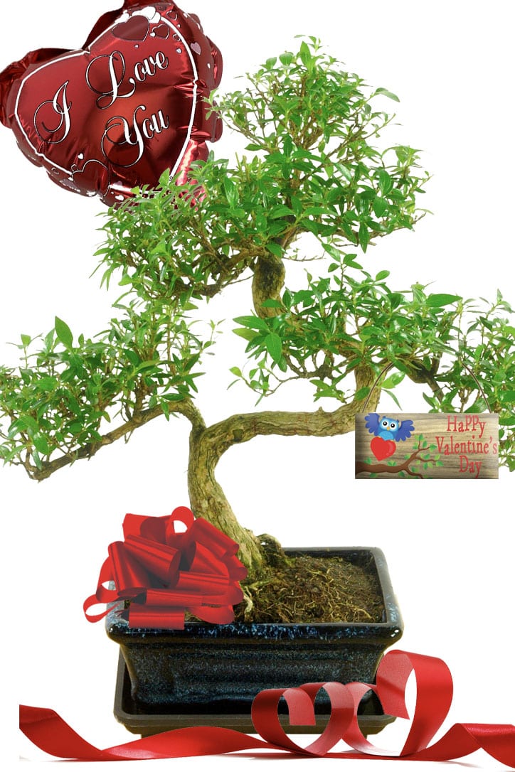 Tree of a Thousand Stars Flowering Bonsai Valentine's Day Tree