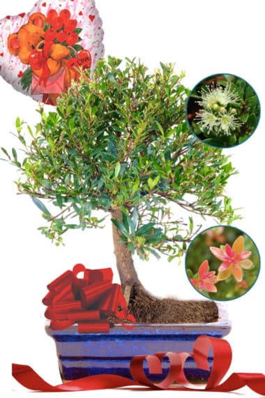 Woodland-Style fruiting and flowering Myrtle Valentine's day bonsai