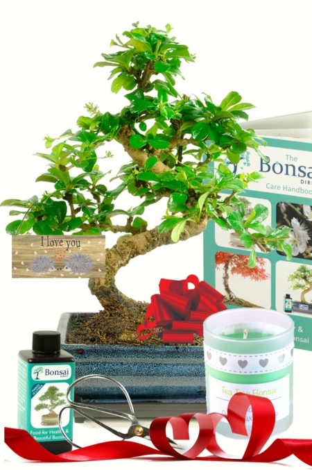 Valentine's Day - Beginners flowering Fukien Tea Tree bonsai kit UK