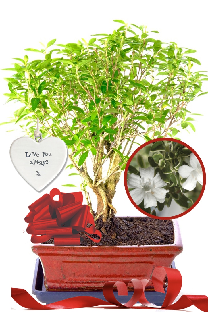 Lovely Valentine's Day Plant Flowering Serissa Foetida Bonsai