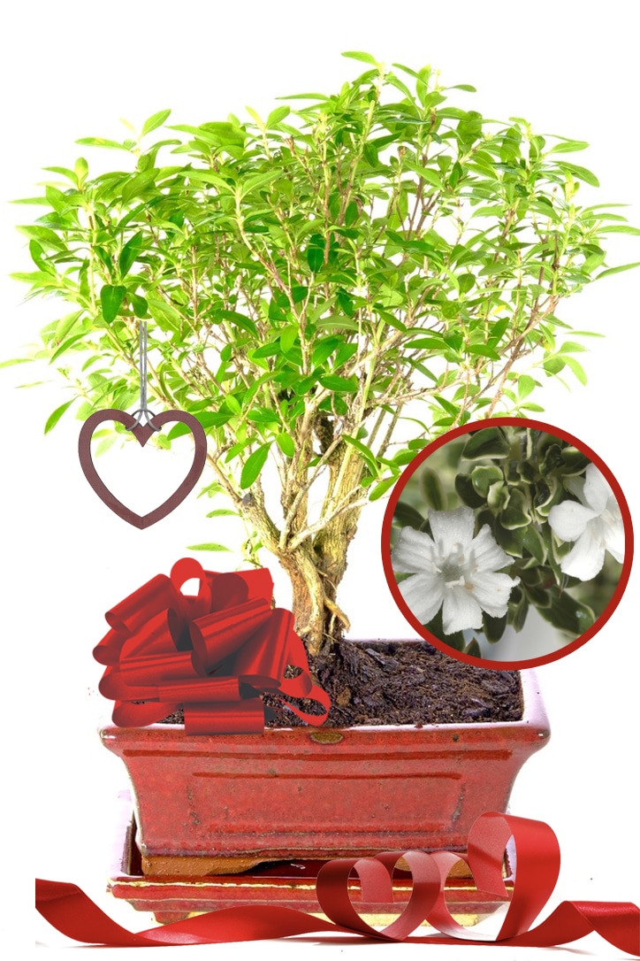 Valentine's Day Gift Tree of a Thousand Stars [Snowrose]