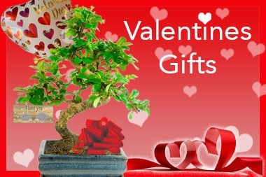 Valentines day bonsai tree gifts for sale