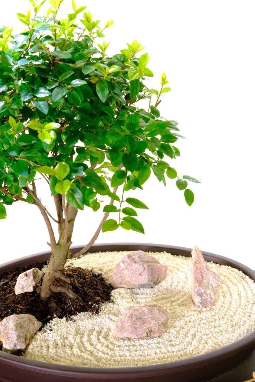 Enjoy designing the rock garden