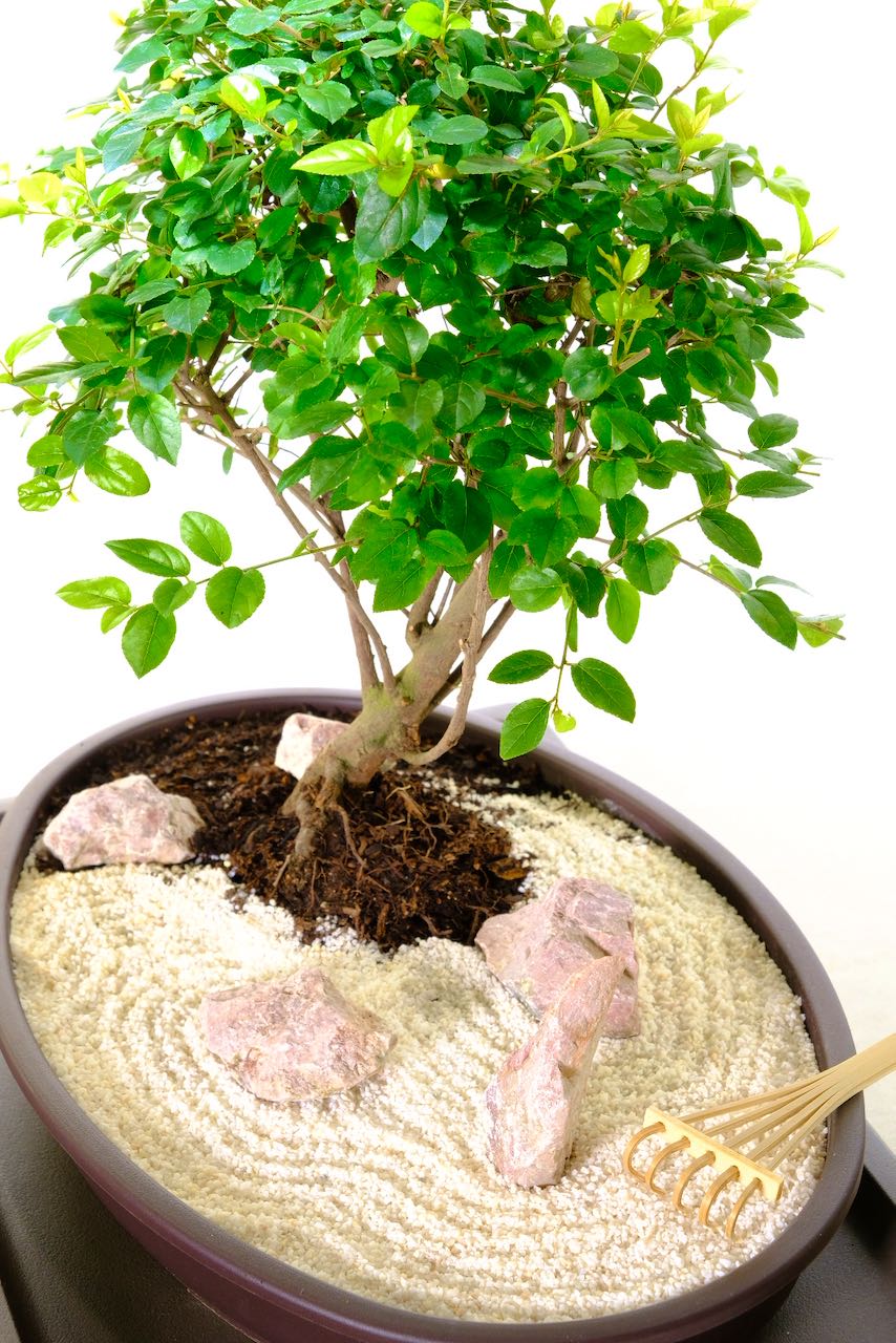 A creative live bonsai zen garden for sale